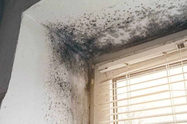 Affordable Basement Mold Removal solutions in DuPont, WA